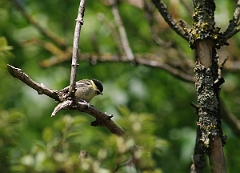 David Plant Photography - Wildlife Photographer - Coal tit juvenile - F